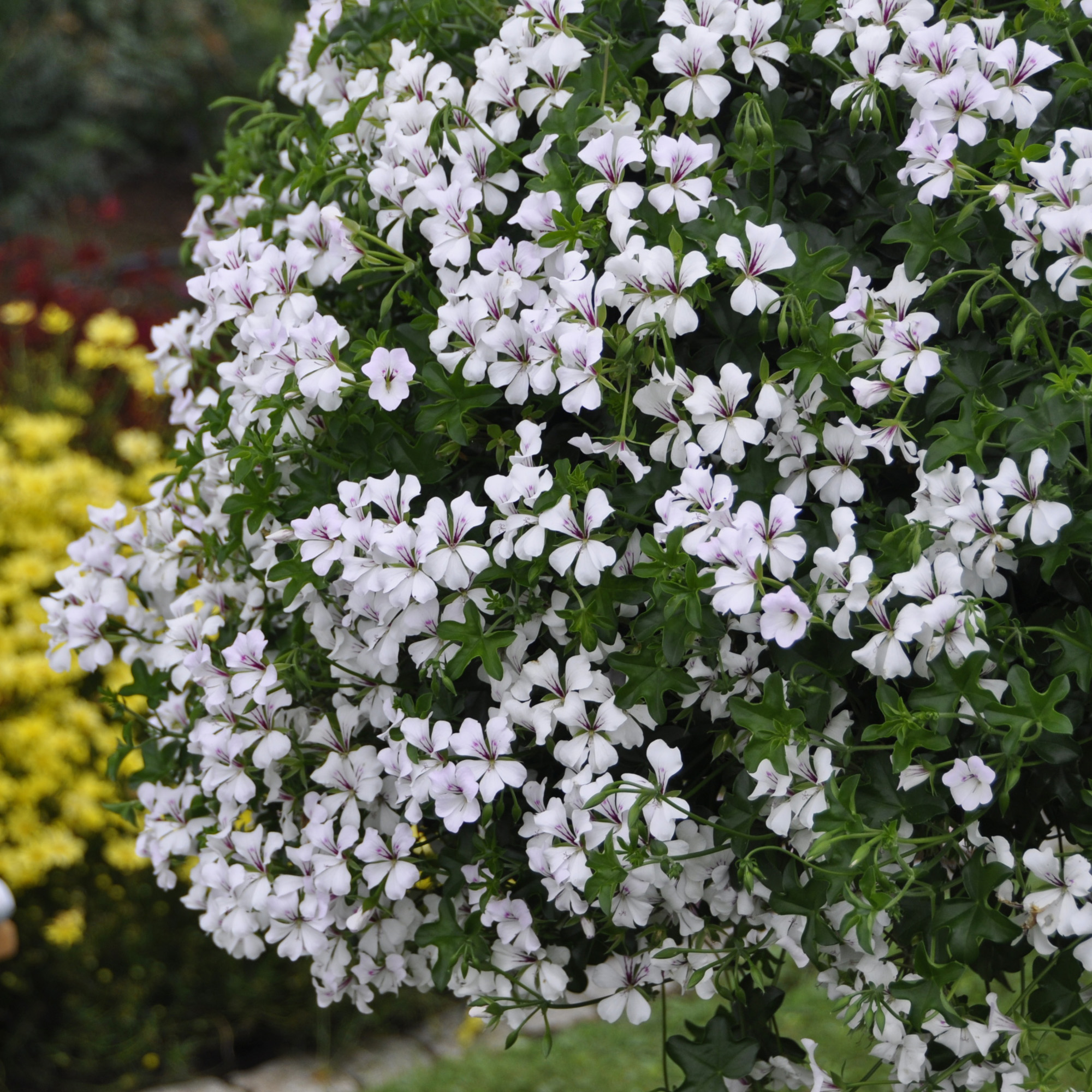 Ivy Leaf Geranium White Flowers