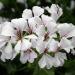 Ivy Leaf Geranium White Flowering Plants