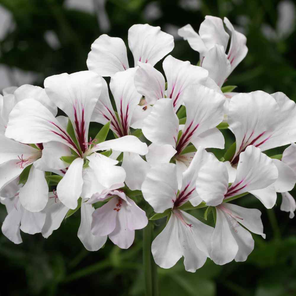 ivy leaf geranium seeds container plant flower living wall pots