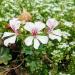 Ivy Leaf Geranium White Container Plant