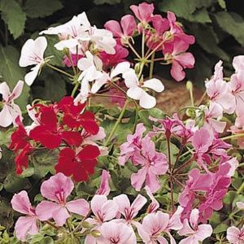 Ivy Leaf Geranium Seeds Mix Ivy Leaf Geranium Seeds Mix