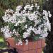 White Ivy Leaf Geranium