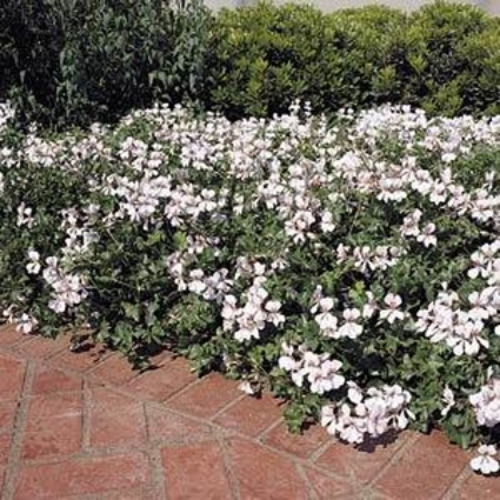 Ivy Leaf Geranium Seeds White Ivy Leaf Geranium Seeds White