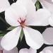 Geranium Ivy Leaf White Blush