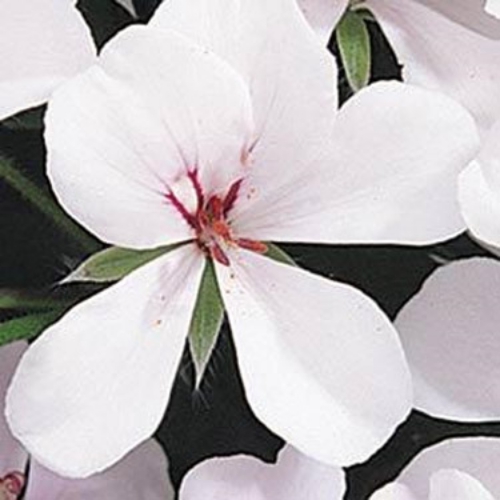 Ivy Leaf Geranium Seeds White Ivy Leaf Geranium Seeds White