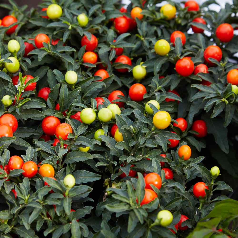 Jerusalem Cherry Seeds Solanum Pseudocapsicum Winter Cherry Flower Seed