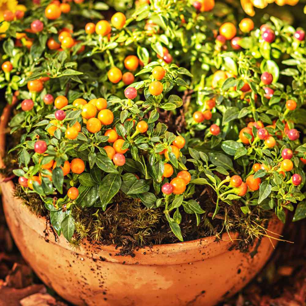 Solanum Pseudocapsicum Fruits