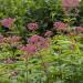 Perennial Eupatorium Joe Pyeweed