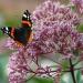 joe pyeweed eupatorium