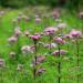 Eupatorium maculatum flowers