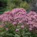 Eupatorium Maculatum Plants