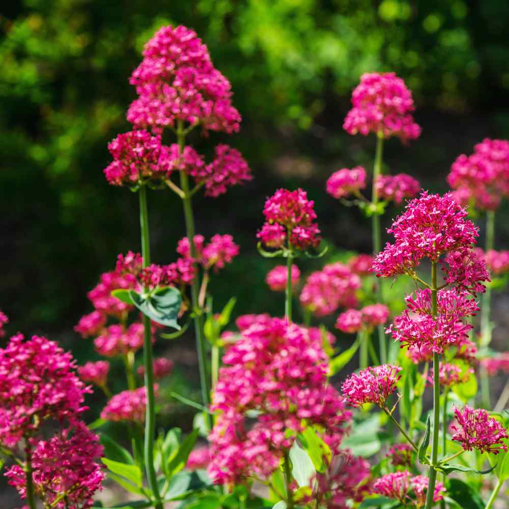 Jupiters Beard Centranthus Ruber Red Valerian Flower Seed For Xeriscaping