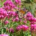 Butterfly On Jupiters Beard Flower