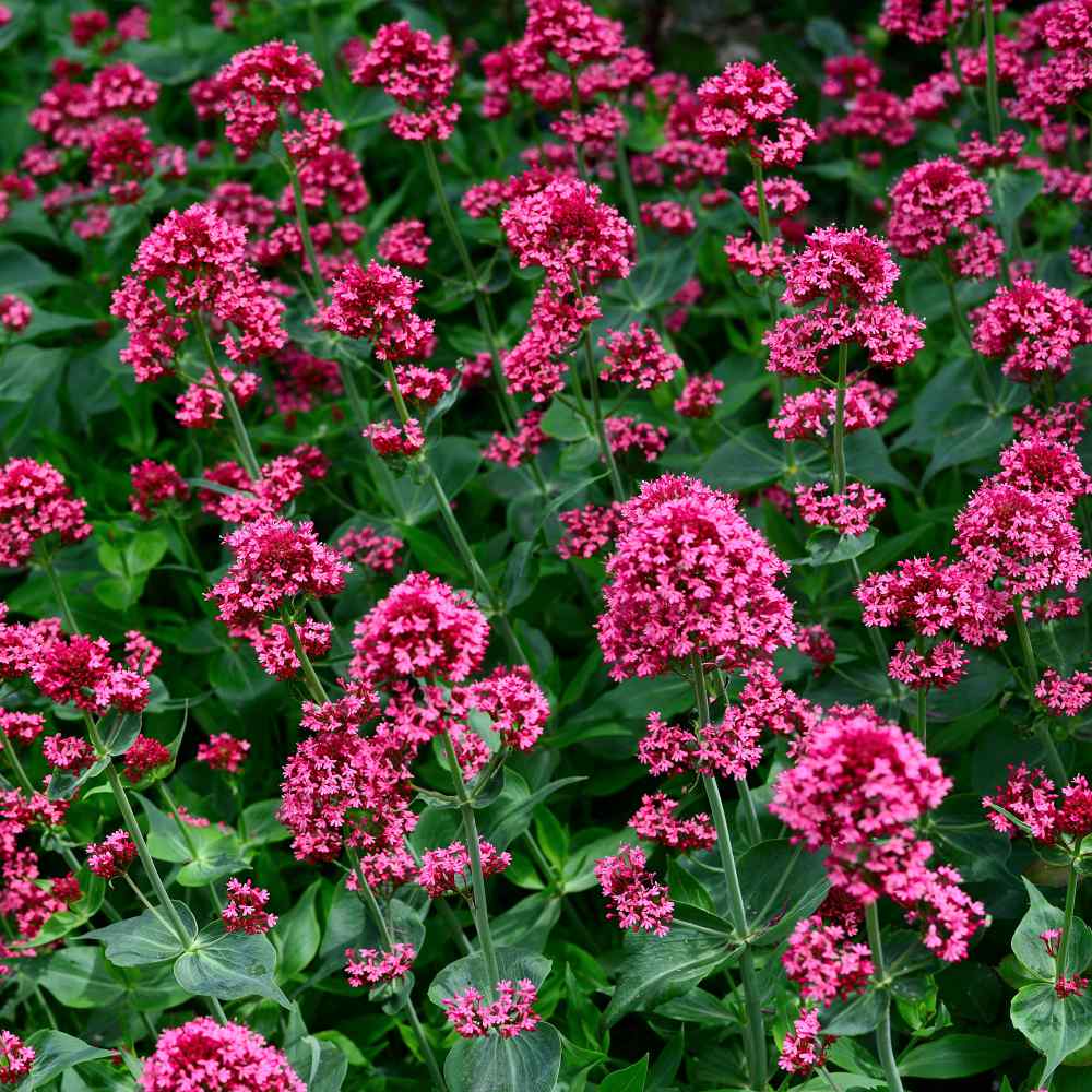 Flower RED VALERIAN JUPITER'S BEARD 120 seeds Centranthus ruber 