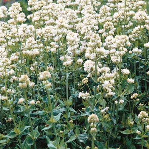 Jupiter's Beard Seeds Centranthus Ruber Albus White Valerian Flower