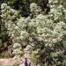 Jupiter's Beard White Flowers