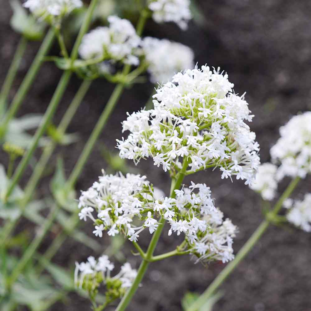 Jupiter's Beard Seeds Centranthus Ruber Albus White Valerian Flower