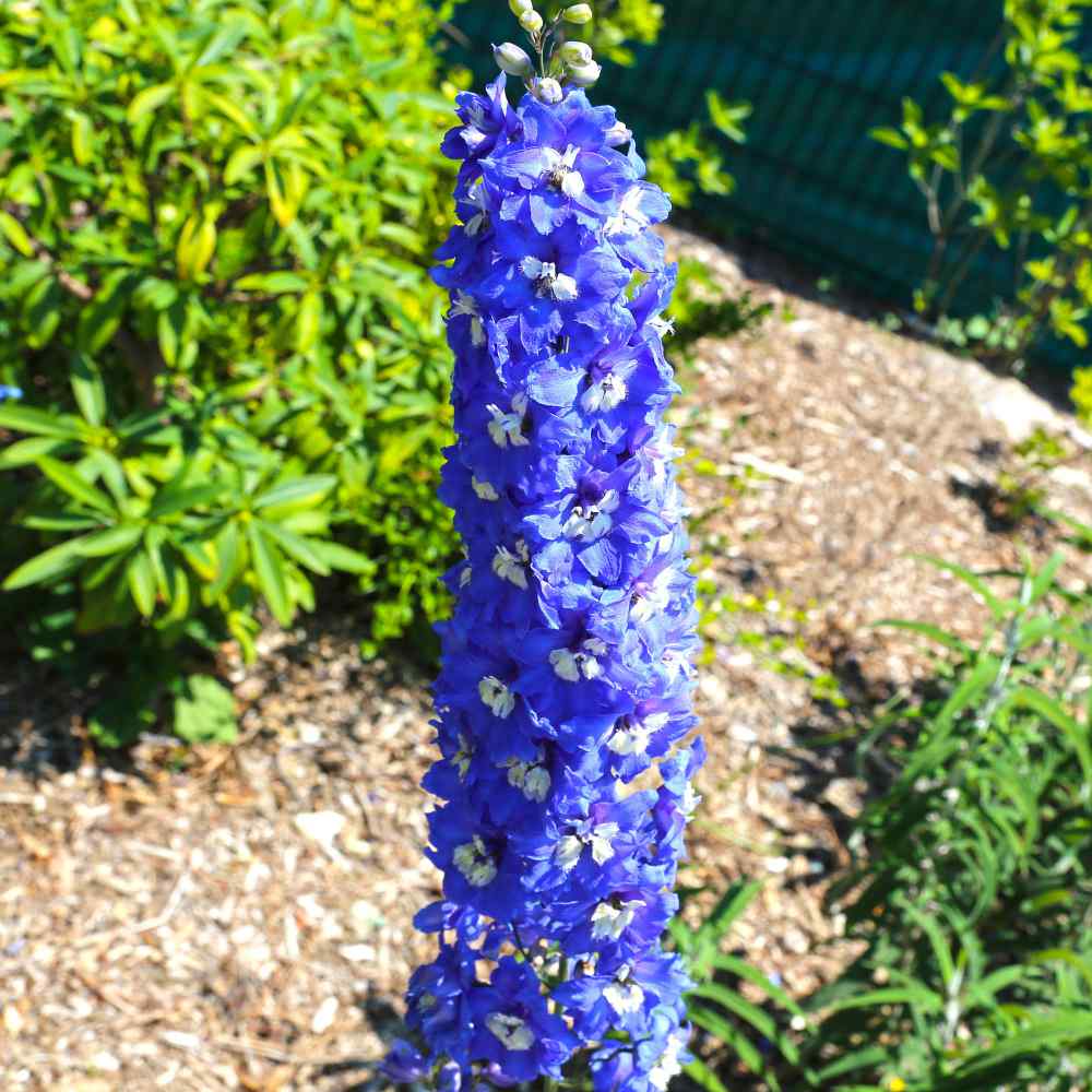 Delightful Garden Flower