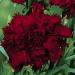 Carnation King of Blacks