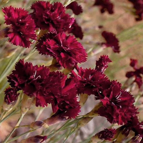 Carnation King of Blacks Flowers