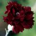 Dianthus King of Blacks Flowers