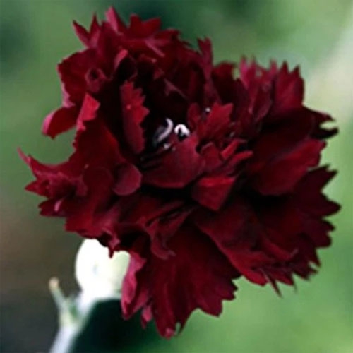 Carnation King of Blacks Seed Good Cut Flower & Vase Life Delightful Scent