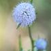 Blue Lace Flower