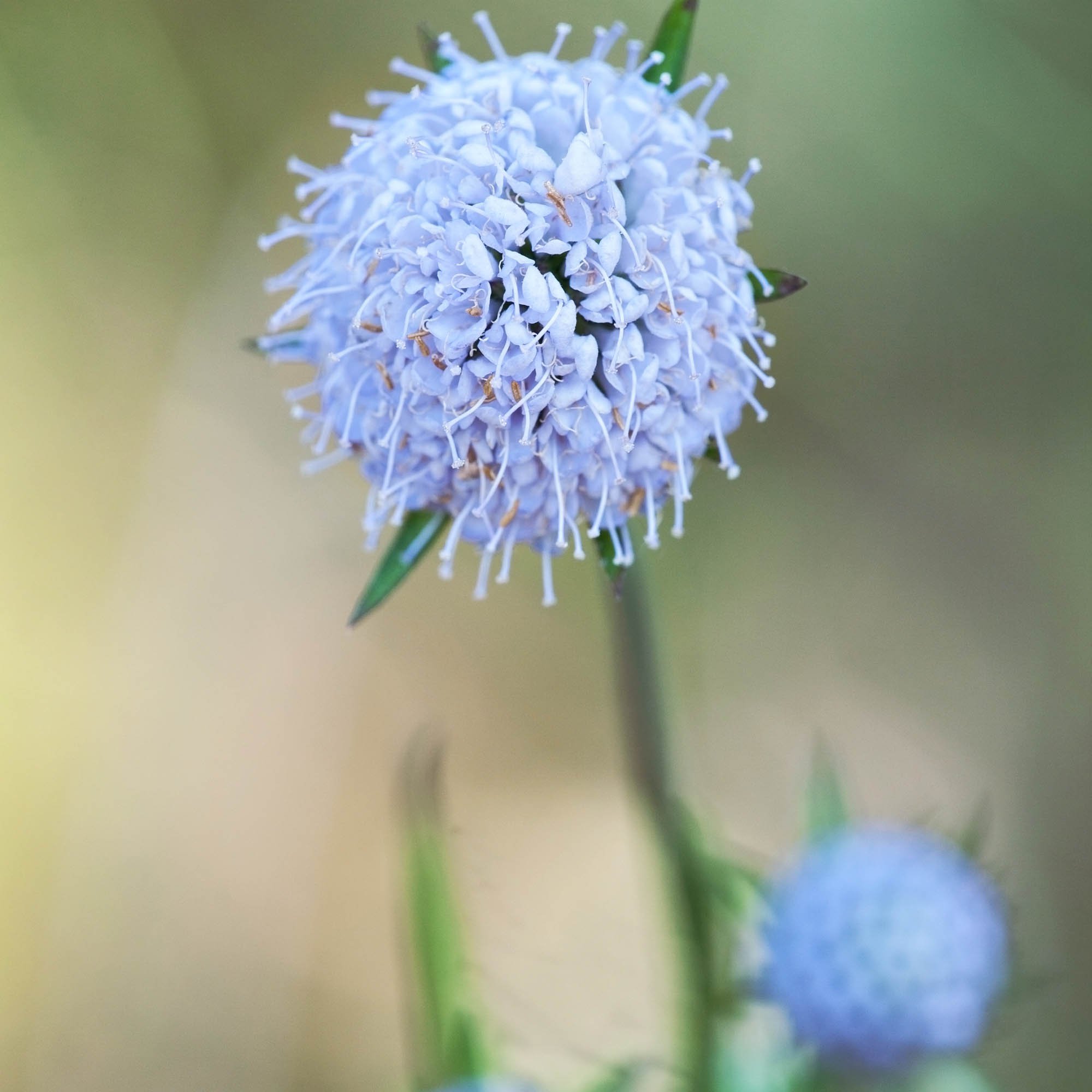 Lace Flower Seeds - Pink Didiscus