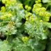 Alchemilla Mollis Plants