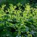 Lady's Mantle Plants