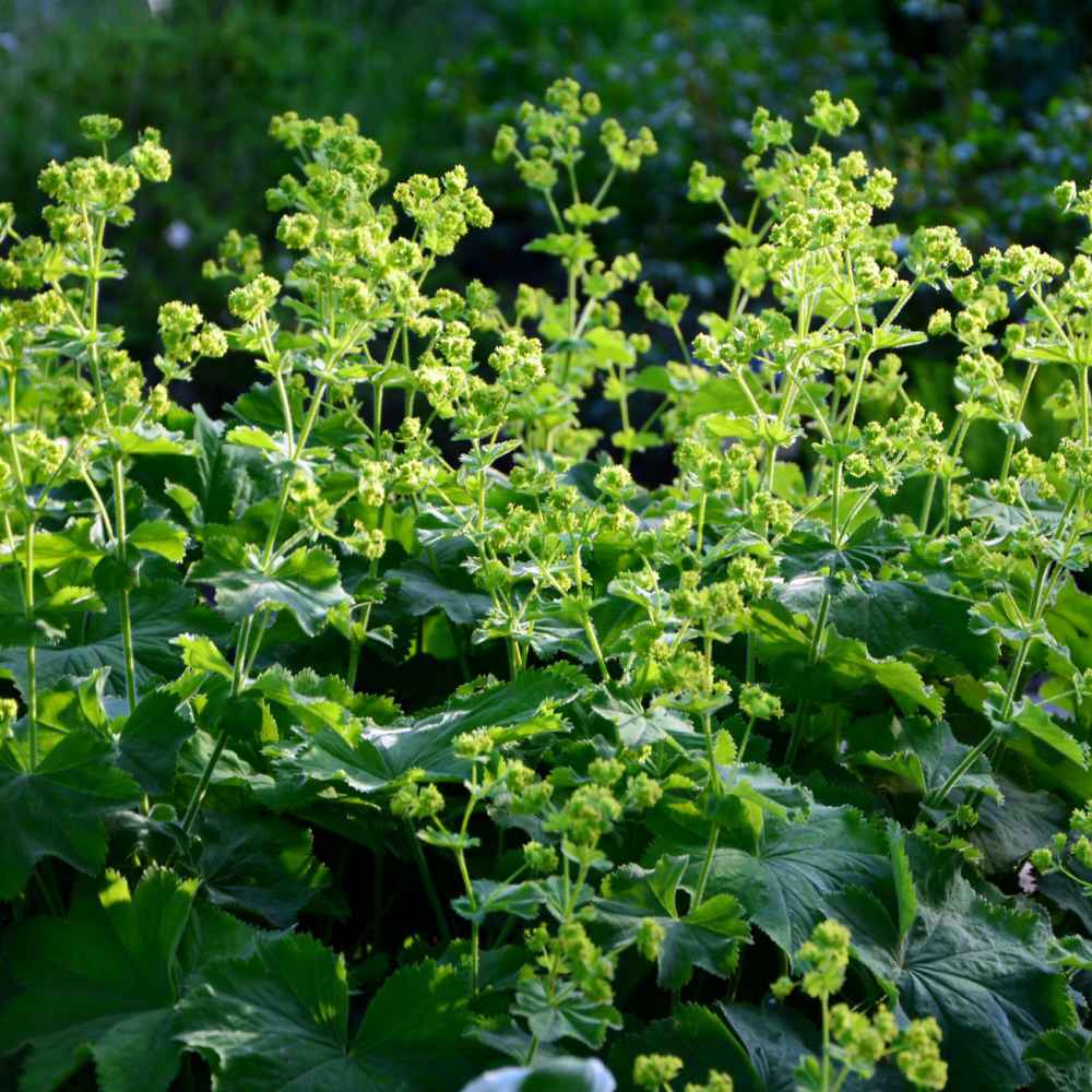 Attractive Ground Cover