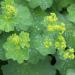 Lady's Mantle Flowers