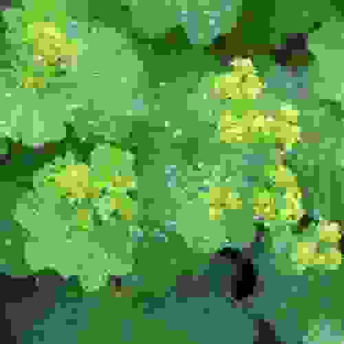 Lady's Mantle Flowers