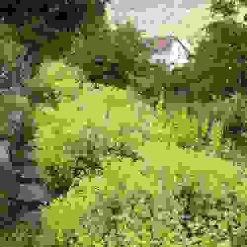 Lady's Mantle Yellow Flowers