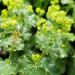 Lady's Mantle Flower Garden