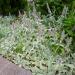 lambs ear flowers