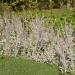 Lamb's Ear Plants