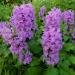 Lamb's Ear Macrantha Flowers