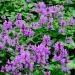 lambs ear flowers