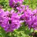 Lamb's Ear Macrantha Plants