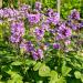 Perennial Stachys Macrantha