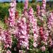 Larkspur Pink Queen