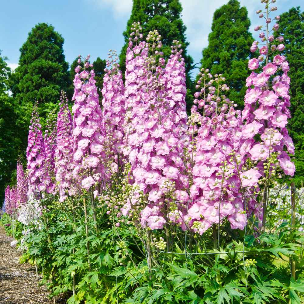 Larkspur - Pink - Delphinium