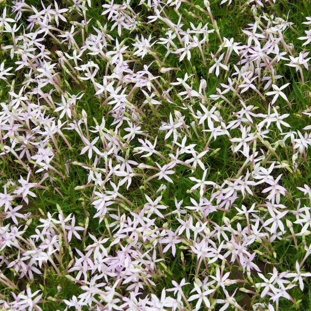 Isotoma Axillaris White Star