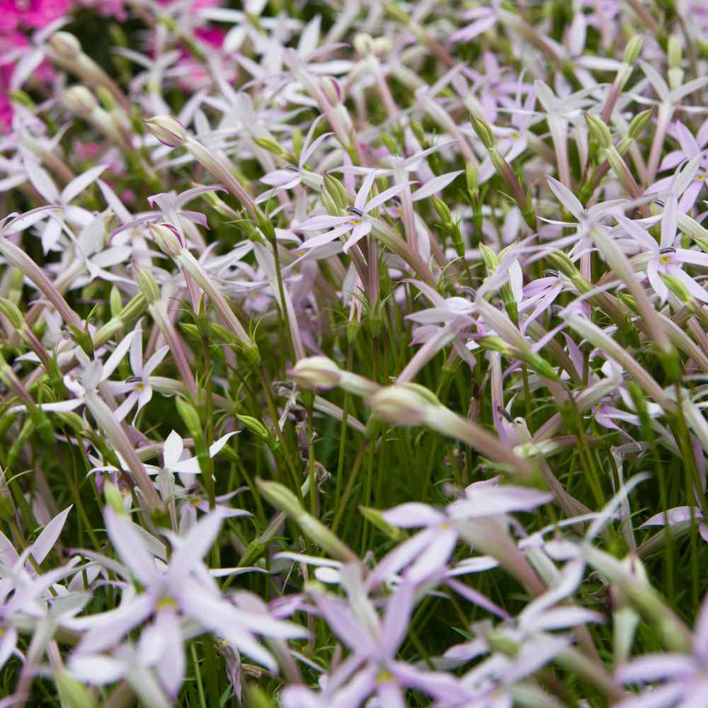 Laurentia White Star Flowers
