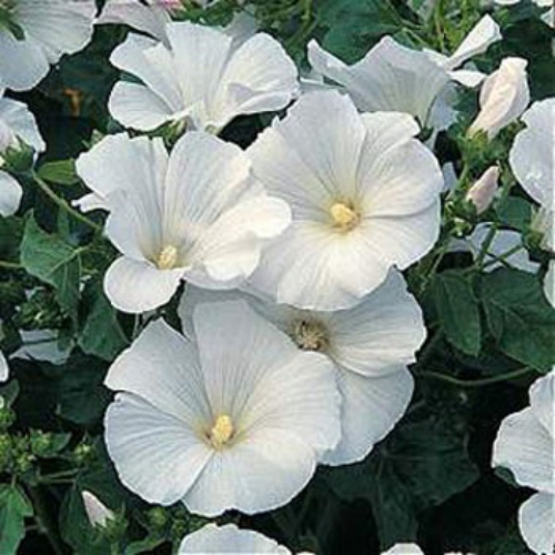 Lavatera Trimestris Mont Blanc Flowers