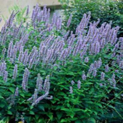 Agastache Rugosa