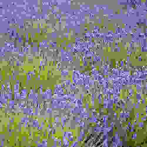 Lavender Seeds Lavandula Multifida Spanish Eyes Herb Seed