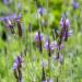 Lavender Spanish Eyes Plants