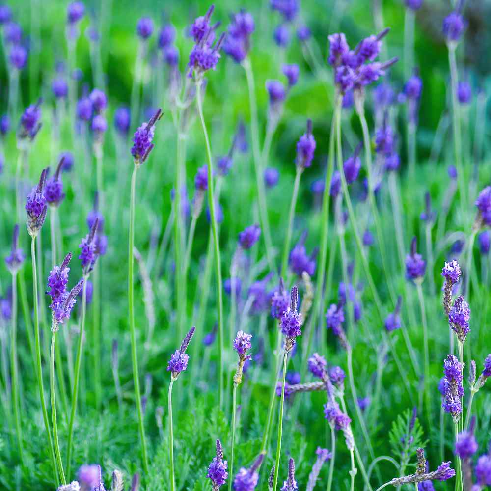 Lavender Seeds - Lavandula Multifida Spanish Eyes Herb Seed